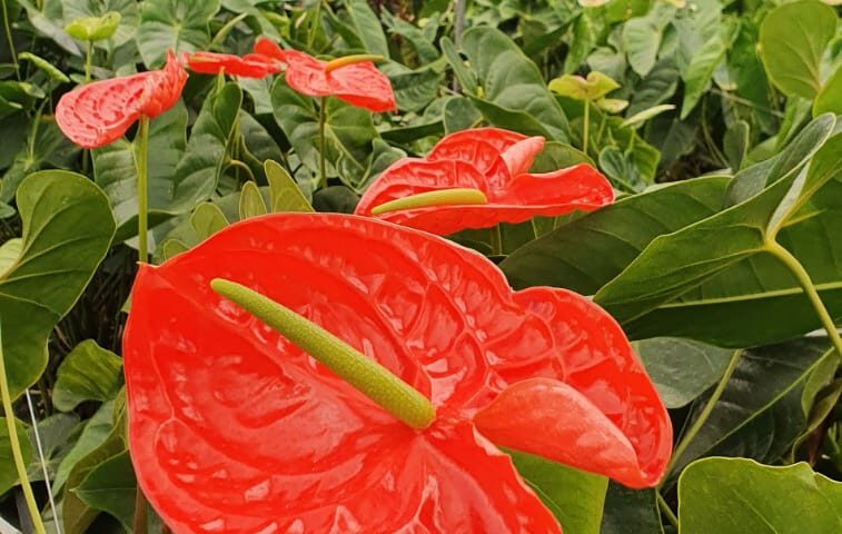 Anthurium